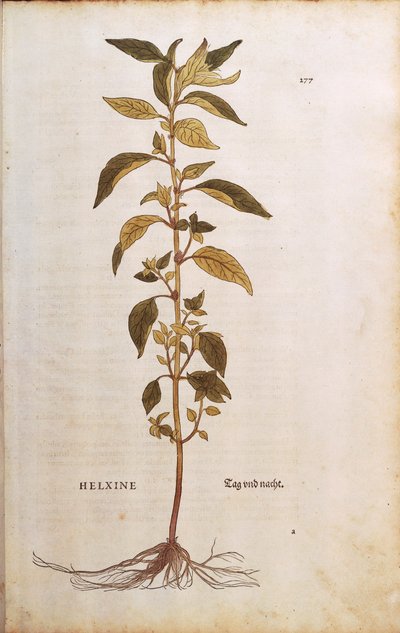 Pellitory-of-the-wall veya lichwort - Parietaria officinalis (Helxine), Leonhart Fuchs
