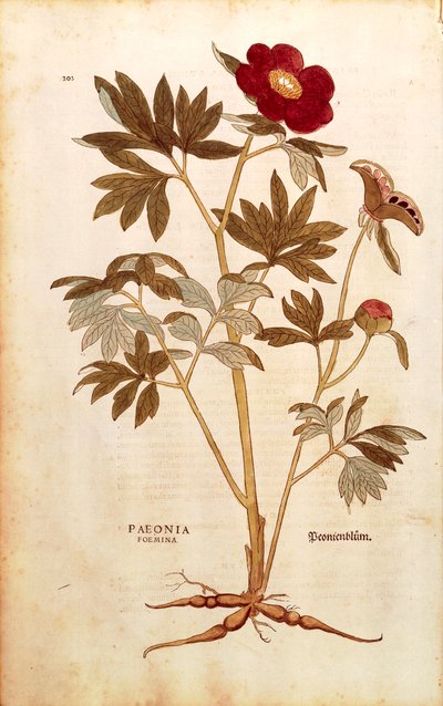 Şakayık - Paeonia officinalis (Paeonia foemina), Leonhart Fuchs tarafından De historia stirpium commentarii insignes (Bitkilerin Tarihi Üzerine Önemli Yorumlar), renkli gravür by Leonhard Fuchs