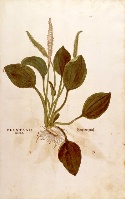 Plantain (Plantago major) Leonhart Fuchs tarafından De historia stirpium commentarii insignes (Bitkilerin Tarihi Üzerine Önemli Yorumlar) renkli gravür by Leonhard Fuchs