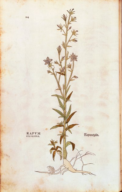 Rampion çan çiçeği - Campanula rapunculus (Rapum sylvestre), Leonhart Fuchs tarafından De historia stirpium commentarii insignes (Bitkilerin Tarihi Üzerine Önemli Yorumlar) renkli gravür by Leonhard Fuchs
