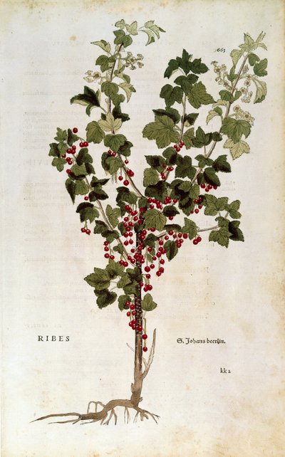 Leonhart Fuchs tarafından De historia stirpium commentarii insignes