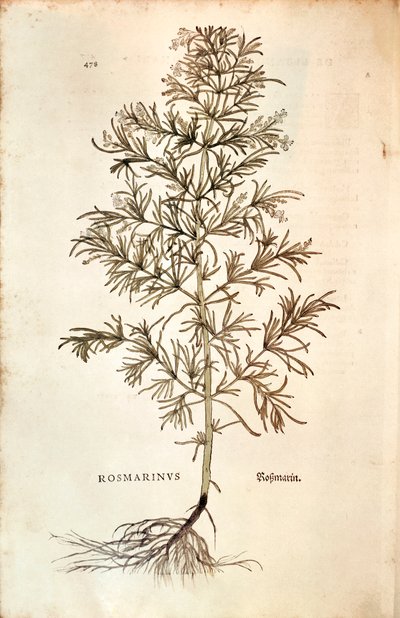 Biberiye, Rosmarinus Officinalis (Rosmarinus). renkli gravür by Leonhard Fuchs