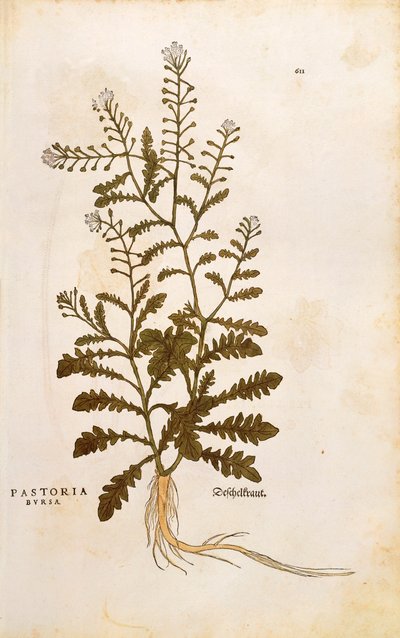 Çoban çantası - Capsella bursa-pastoris (Pastoria bursa), Leonhart Fuchs tarafından De historia stirpium commentarii insignes (Bitkilerin Tarihi Üzerine Önemli Yorumlar) renkli gravür by Leonhard Fuchs