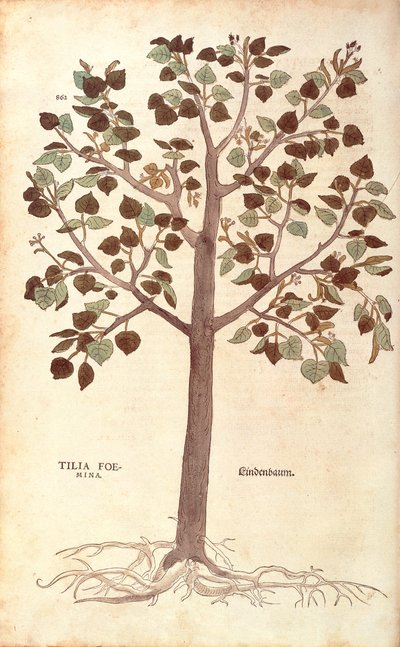 Küçük yapraklı Kireç - Tilia cordata (Tilia foemina) Leonhart Fuchs tarafından De historia stirpium commentarii insignes (Bitkilerin Tarihi Üzerine Önemli Yorumlar) renkli gravür by Leonhard Fuchs