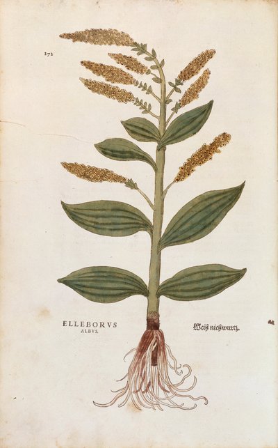 Beyaz Hellebore - Veratrum albümü (Elleborus albus) Leonhart Fuchs
