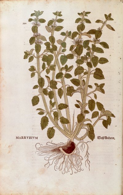 Beyaz Horehound (Marrubium vulgare), Leonhart Fuchs tarafından De historia stirpium commentarii insignes (Bitkilerin Tarihi Üzerine Önemli Yorumlar) renkli gravür by Leonhard Fuchs