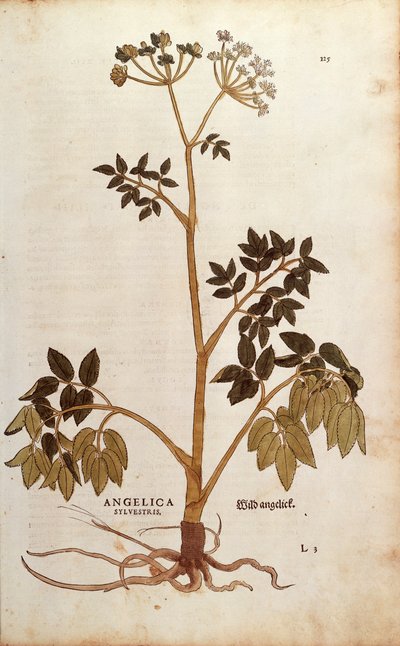 Vahşi Angelica (Angelica sylvestris) Leonhart Fuchs tarafından De historia stirpium commentarii insignes (Bitkilerin Tarihi Üzerine Önemli Yorumlar) renkli gravür by Leonhard Fuchs