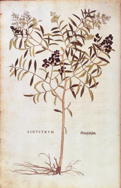 Vahşi Privet (Ligustrum vulgare) Leonhart Fuchs tarafından De historia stirpium commentarii insignes (Bitkilerin Tarihi Üzerine Önemli Yorumlar) renkli gravür by Leonhard Fuchs
