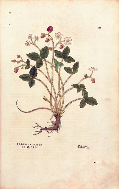 Ormanlık çilek - Fragaria vesca (Fragaria maior et minör) Leonhart Fuchs tarafından De historia stirpium commentarii insignes (Bitkilerin Tarihi Üzerine Önemli Yorumlar), renkli gravür by Leonhard Fuchs