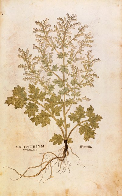 Pelin - Artemisia absinthium (Absinthium vulgare), Leonhart Fuchs tarafından De historia stirpium commentarii insignes (Bitkilerin Tarihi Üzerine Önemli Yorumlar), renkli gravür by Leonhard Fuchs