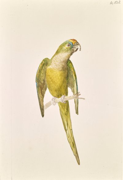 Papağan by Leopold von Stoll