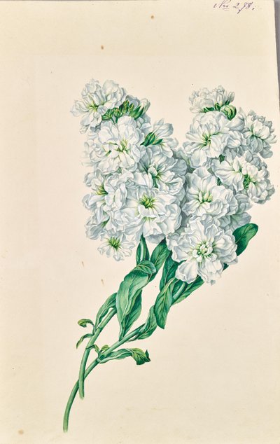  by Leopold von Stoll