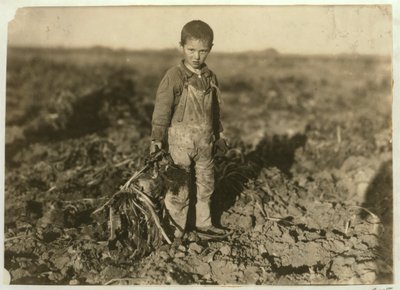 6 yaşındaki Jo, Colorado, Sterling yakınlarındaki bir çiftlikte şeker pancarı çekiyor, 1915 by Lewis Wickes Hine