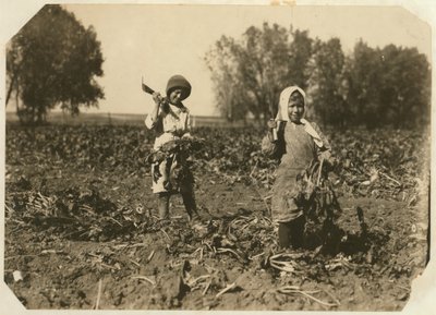 Amelia ve Mary Luft, 9 ve 12, Sterling, Colorado yakınlarındaki bir çiftlikte şeker pancarı keserken, 1915 by Lewis Wickes Hine