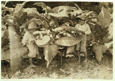 Amos 6 ve Horace 4, babaları John Neal için bütün gün solucan ve enayi tütün bitkileri Warren County, Albaton, Kentucky, 1916 by Lewis Wickes Hine