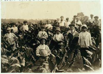 Goodrich Tütün Çiftliği, Gildersleeve yakınlarında, Connecticut, 1917 by Lewis Wickes Hine