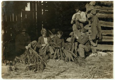 Sons of J.H. Burch aged 12, 14 und 17 stripping tobacco during school hours at Warren County, Rockfield, Kentucky, 1916  by Lewis Wickes Hine