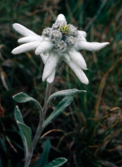 Edelweiss (fotoğraf) by Unbekannt Unbekannt