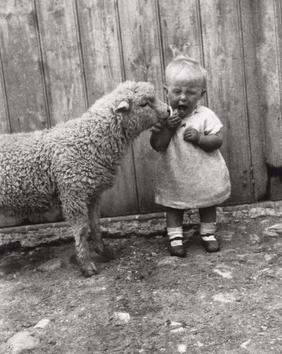 Küçük bir çocuğun atıştırmalıklarına yakından ilgi gösteren kuzu, 1930