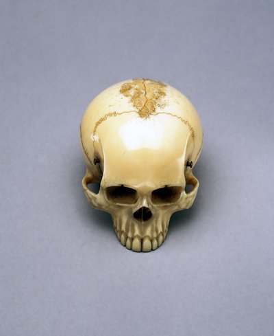 Bir kafatası modeli, muhtemelen bir netsuke, Japonca by Unbekannt Unbekannt