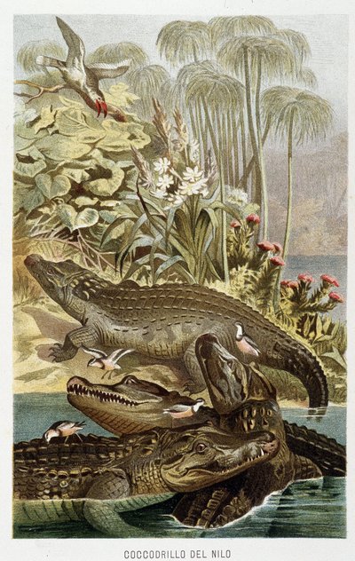 Nil Timsahları (crocodylus niloticus) - A.E. Brehm, Torino by Unbekannt Unbekannt