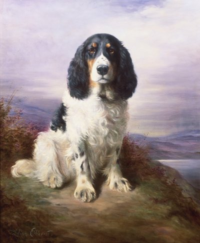 Royal, Üç Renkli Çalışan Springer Spaniel by Lilian Cheviot