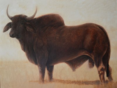 brahman boğa by Lincoln Seligman