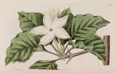 Gardenya yakından by Lindley