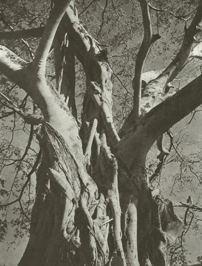 Banyan ağacı (s/b fotoğraf) by Lionel Wendt