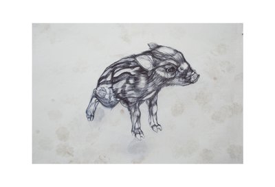 Küçük Domuz,2015,(kağıt üzerinde biro) by Lou Gibbs