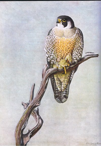 Duck Hawk  by Louis Agassiz Fuertes