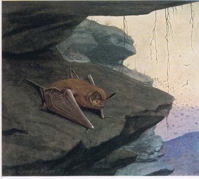 Serbest Kuyruklu Yarasa by Louis Agassiz Fuertes