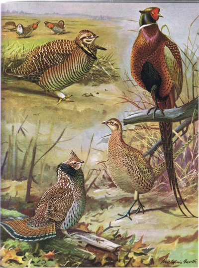 Heath Hen, Ring Necked Pheasant, Eastern Ruffed Grouse  by Louis Agassiz Fuertes