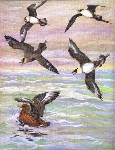 Illustration from The Natural History of American Birds of Eastern and Central Nort America pub. by Bramhall House c.1970  by Louis Agassiz Fuertes
