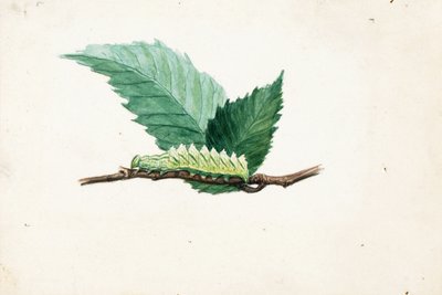  by Louis Agassiz Fuertes