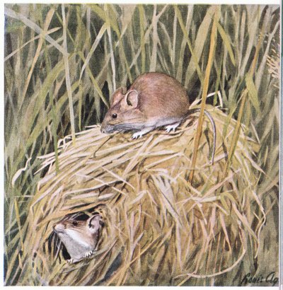 Western Harvest Mouse, çimenli bir yuvada yaşar ve ürer by Louis Agassiz Fuertes