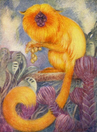 Hayvanat Bahçesinde: Marmoset Monkey (renkli taş) by Louis Augustus Sargent