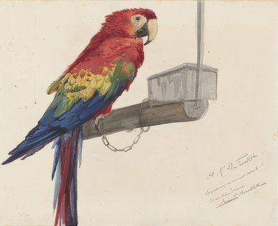 Papağan. 1879 by Louis Charles Bombled