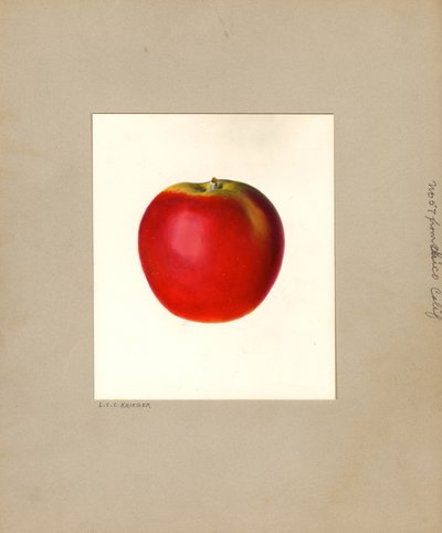 Elma (Malus domestica: No. 57) (suluboya) by Louis Charles Christopher Krieger