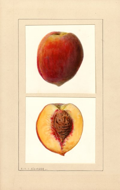 Şeftali (Prunus persica: 10 numara) (suluboya) by Louis Charles Christopher Krieger
