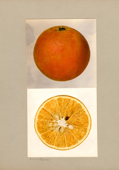 Ananas Portakal (Citrus sinensis) by Louis Charles Christopher Krieger
