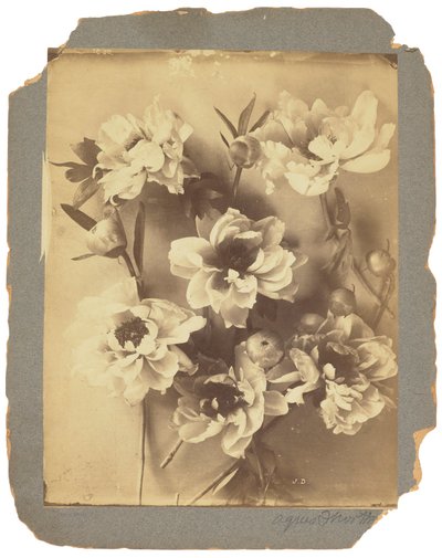 Tiffany Studios, 1898-1920 dolayları (fotoğraf s/b) by Louis Comfort Tiffany