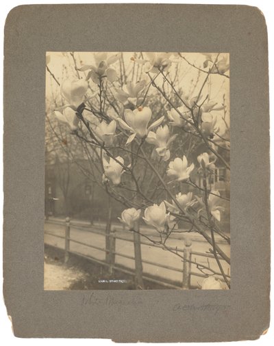 Tiffany Studios, 1898-1920 dolayları (fotoğraf s/b) by Louis Comfort Tiffany