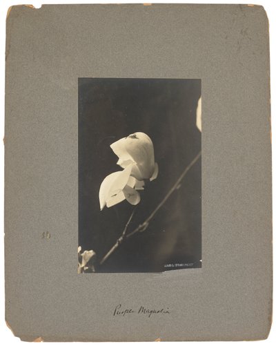Tiffany Studios, 1898-1920 dolayları (fotoğraf s/b) by Louis Comfort Tiffany
