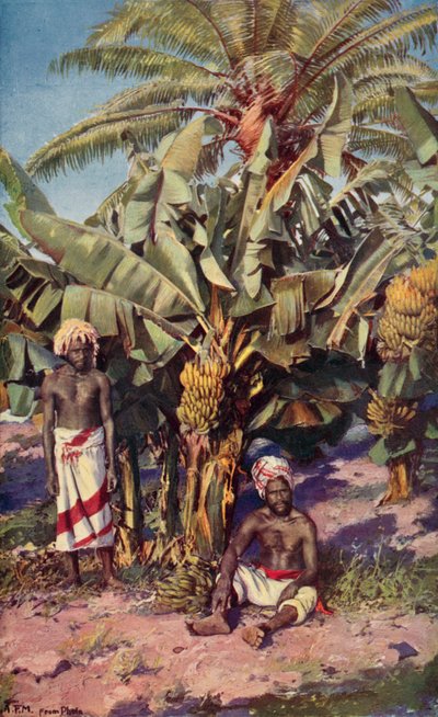 Bir Muz Ovası, Fiji (renkli taş) by Louis Fairfax Muckley