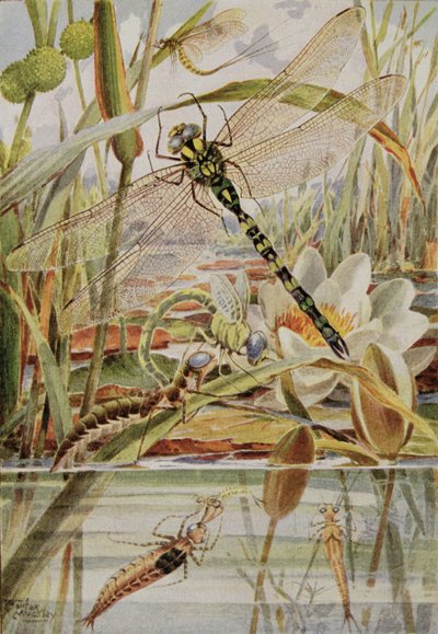 Yusufçuk ve Mayfly, William J. Claxton