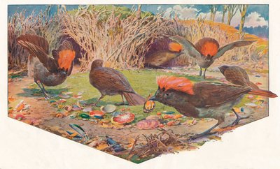 Bahçıvan Bower Kuşları, 1911, 1911 by Louis Fairfax Muckley