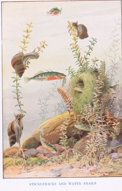 Sticklebacks ve Su Salyangozları, 