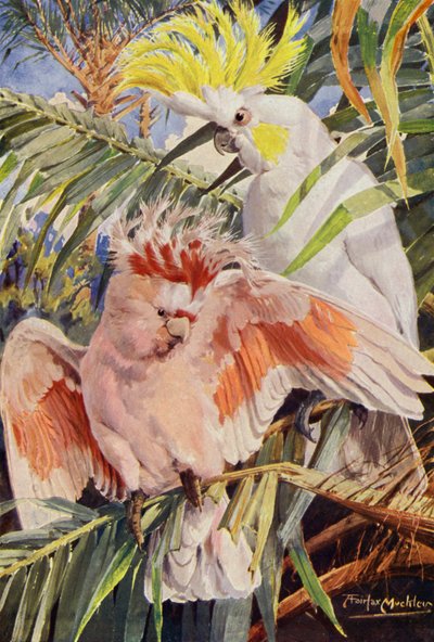 Kakadu (renkli taş) by Louis Fairfax Muckley