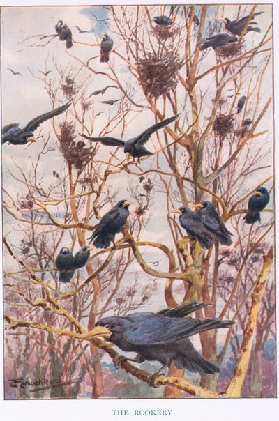 The Rookery, 